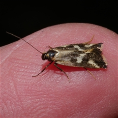 Epithymema incomposita (Chezela group) at Freshwater Creek, VIC - 15 Apr 2020 by WendyEM