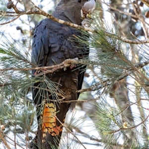 Calyptorhynchus lathami lathami (Glossy Black-Cockatoo) at Penrose, NSW by Aussiegall