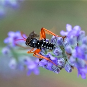 Echthromorpha intricatoria (Cream-spotted Ichneumon) at Wallaroo, NSW by Jek