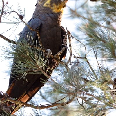 Calyptorhynchus lathami lathami (Glossy Black-Cockatoo) at Penrose, NSW - 27 Apr 2020 by Aussiegall