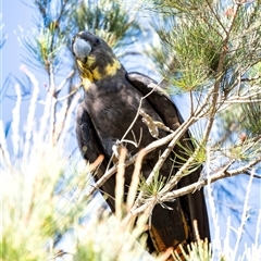 Calyptorhynchus lathami lathami at Penrose, NSW - suppressed