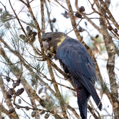 Calyptorhynchus lathami lathami at Penrose, NSW - suppressed