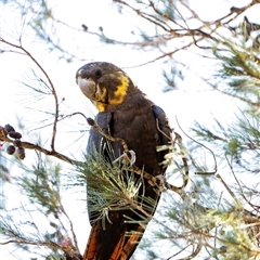 Calyptorhynchus lathami lathami at Penrose, NSW - suppressed