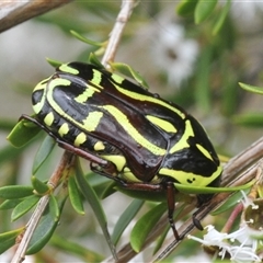 Eupoecila australasiae (Fiddler Beetle) at Jerrabomberra, NSW - 3 Dec 2024 by Harrisi