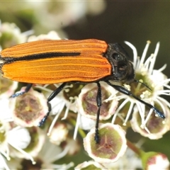 Castiarina nasuta at Jerrabomberra, NSW - 3 Dec 2024 01:38 PM