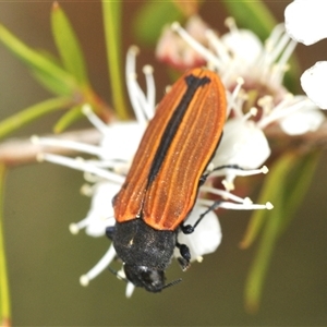 Castiarina erythroptera at Jerrabomberra, NSW - 3 Dec 2024 01:51 PM