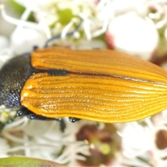 Castiarina subpura (A jewel beetle) at Jerrabomberra, NSW - 3 Dec 2024 by Harrisi