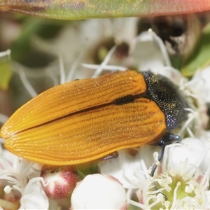 Castiarina subpura at Jerrabomberra, NSW - 3 Dec 2024 01:52 PM