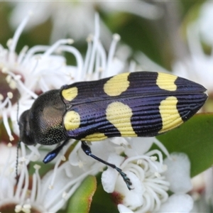 Castiarina inconspicua at Jerrabomberra, NSW - 3 Dec 2024