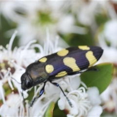 Castiarina inconspicua at Jerrabomberra, NSW - 3 Dec 2024 01:55 PM