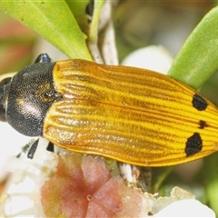 Castiarina balteata (A jewel beetle) at Jerrabomberra, NSW - 3 Dec 2024 by Harrisi