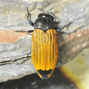 Castiarina balteata at Jerrabomberra, NSW - 3 Dec 2024 02:00 PM