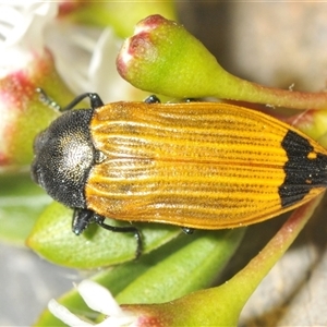 Castiarina balteata at Jerrabomberra, NSW - 3 Dec 2024 02:00 PM