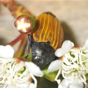 Castiarina balteata at Jerrabomberra, NSW - 3 Dec 2024 02:00 PM