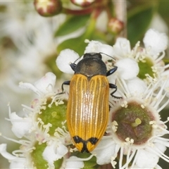 Castiarina balteata at Jerrabomberra, NSW - 3 Dec 2024 02:00 PM