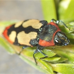 Castiarina erasma (Lovable jewel beetle) at Karabar, NSW - 5 Dec 2024 by Harrisi