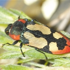 Castiarina erasma at Karabar, NSW - 5 Dec 2024 07:42 PM