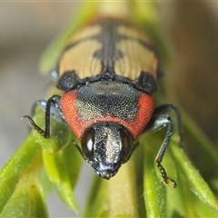 Castiarina erasma at Karabar, NSW - 5 Dec 2024