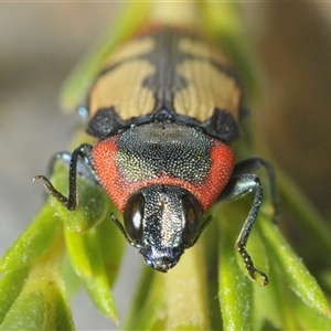 Castiarina erasma at Karabar, NSW - 5 Dec 2024