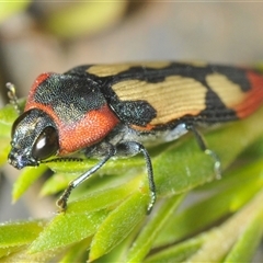 Castiarina erasma at Karabar, NSW - 5 Dec 2024 07:42 PM