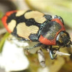 Castiarina erasma at Karabar, NSW - 5 Dec 2024