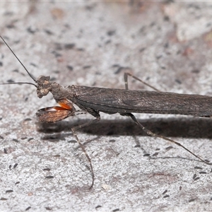 Bolbe nigra (Black Ground Mantid) at Throsby, ACT by TimL