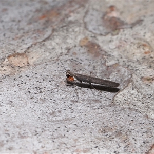 Neanuridae (family) at Throsby, ACT - 4 Dec 2024 11:16 AM