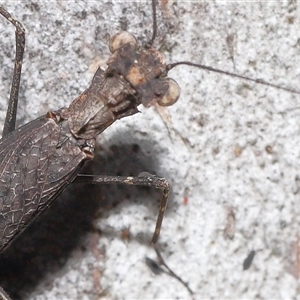 Neanuridae (family) at Throsby, ACT - 4 Dec 2024 11:16 AM