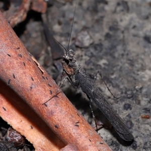 Neanuridae (family) at Throsby, ACT - 4 Dec 2024 11:16 AM