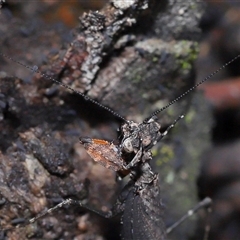 Neanuridae (family) at Throsby, ACT - 4 Dec 2024