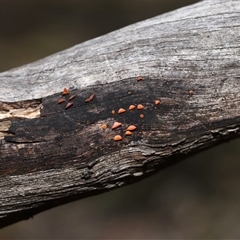 Heterotextus sp. at Forde, ACT - 4 Dec 2024