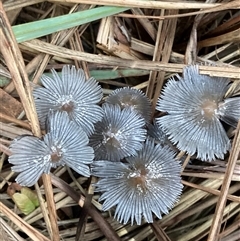 Coprinellus etc. (An Inkcap) at Chifley, ACT - 5 Dec 2024 by George