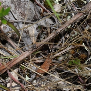 Phaulacridium vittatum at Throsby, ACT - 4 Dec 2024