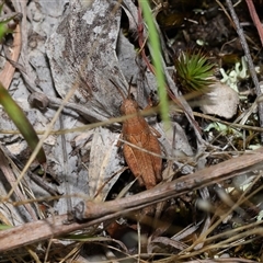 Phaulacridium vittatum at Throsby, ACT - 4 Dec 2024