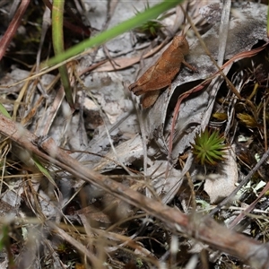 Phaulacridium vittatum at Throsby, ACT - 4 Dec 2024