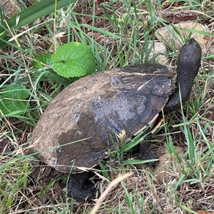 Chelodina longicollis at Hackett, ACT - 6 Dec 2024 07:16 AM