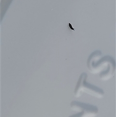 Neanuridae (family) at Taylor, ACT - 6 Dec 2024 07:59 AM