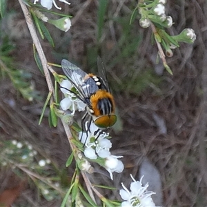 Scaptia (Scaptia) auriflua at Queanbeyan West, NSW - 6 Dec 2024