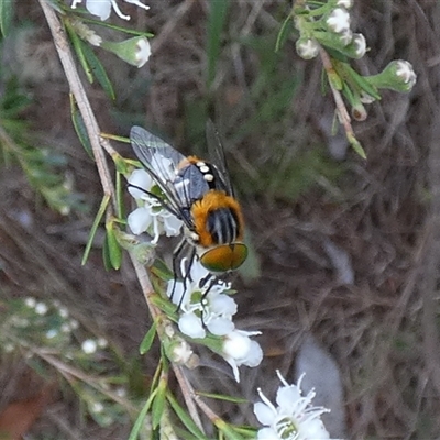 Scaptia (Scaptia) auriflua at Queanbeyan West, NSW - 5 Dec 2024 by Paul4K