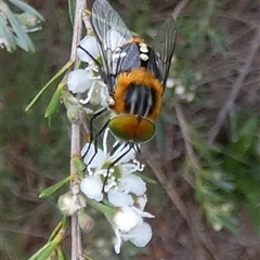 Scaptia (Scaptia) auriflua at Queanbeyan West, NSW - 6 Dec 2024