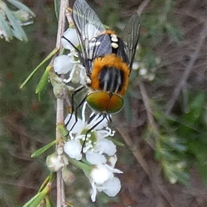 Scaptia (Scaptia) auriflua at Queanbeyan West, NSW - 6 Dec 2024