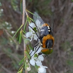 Scaptia (Scaptia) auriflua at Queanbeyan West, NSW - 6 Dec 2024 07:23 AM