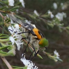 Scaptia (Scaptia) auriflua at Queanbeyan West, NSW - 6 Dec 2024 07:23 AM