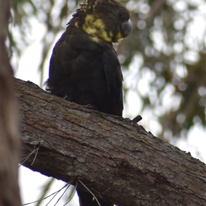 Calyptorhynchus lathami lathami at Hill Top, NSW - 15 Oct 2024