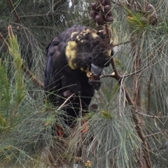 Calyptorhynchus lathami lathami at Hill Top, NSW - suppressed