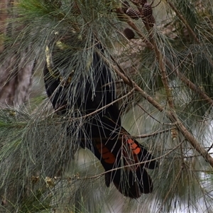 Calyptorhynchus lathami lathami at Hill Top, NSW - 15 Oct 2024