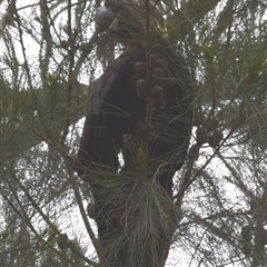 Calyptorhynchus lathami lathami at Hill Top, NSW - 15 Oct 2024