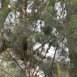 Calyptorhynchus lathami lathami at Hill Top, NSW - suppressed