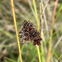 Luzula ovata (Pyramid Woodrush) at Rendezvous Creek, ACT - 4 Dec 2024 by JaneR