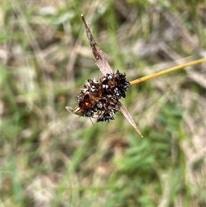 Luzula ovata at Rendezvous Creek, ACT - 4 Dec 2024 01:14 PM